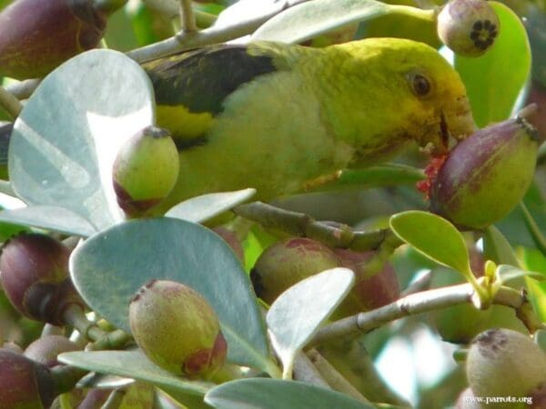 A wild Lilac-tailed Parrotlet feeds on fruits