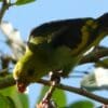 A wild Lilac-tailed Parrotlet feeds on fruits