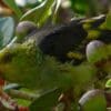 A wild Lilac-tailed Parrotlet feeds on fruits