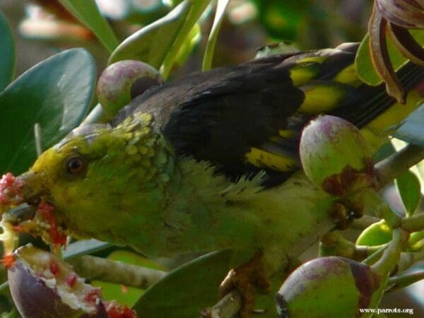 A wild Lilac-tailed Parrotlet feeds on fruits