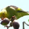 A wild Lilac-tailed Parrotlet feeds on fruits