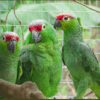 Wild Lilacine Amazons perch on branches at a rescue