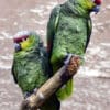 Lilacine Amazons perch on a branch