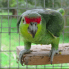 A wild Lilacine Amazon perches on a wooden platform at a rescue