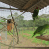 Wild Lilacine Amazons climb in an enclosure at a rescue