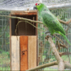 A wild Lilacine Amazon perches on a branch at a rescue