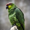 A Lilacine Amazon perches on a branch at Chester Zoo, UK