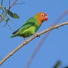 A wild Lilian's Lovebird perches on a branch