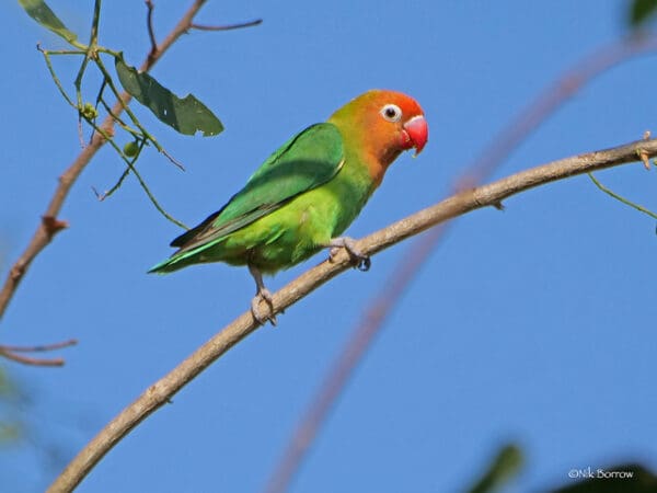 A wild Lilian's Lovebird perches on a branch