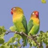 Wild Lilian's Lovebirds perch on a branch