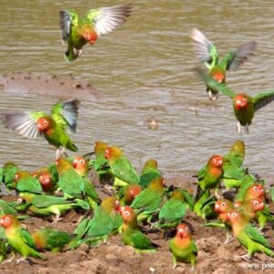 Wild Lillian's Lovebirds drink at a waterhole, Zambia