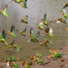 Wild Lillian's Lovebirds drink at a waterhole, Zambia