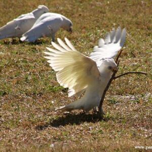 A wild Little Corella plays with a stick while two others forage