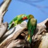 Wild Little Lorikeets perch on a tree trunk