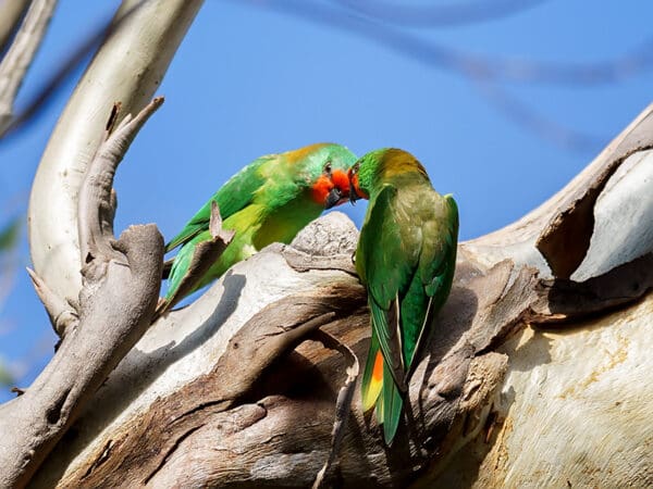 Wild Little Lorikeets perch on a tree trunk