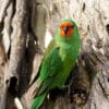 A wild Little Lorikeet clings to a tree trunk