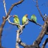 Wild Little Lorikeets perch high in a tree