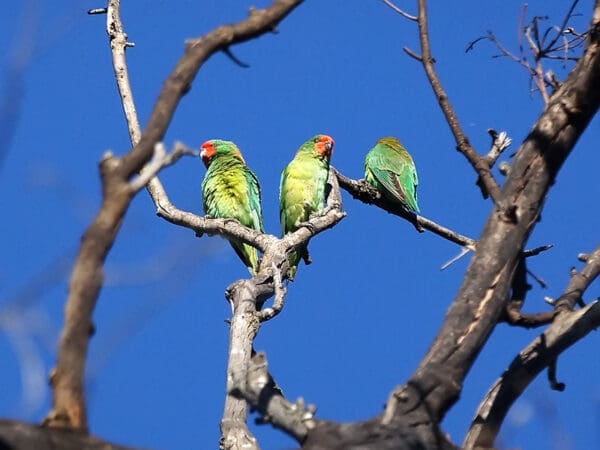 Wild Little Lorikeets perch high in a tree