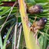 Wild Madeira Conures perch on a large leaf stalk