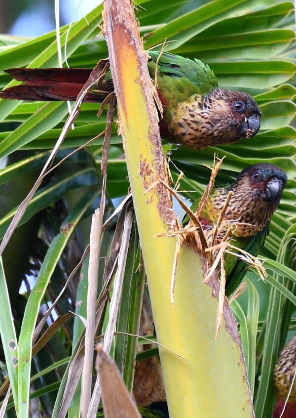 Wild Madeira Conures perch on a large leaf stalk