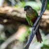 A wild Madeira Conure perches on a dried vine