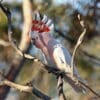 A wild Pink Cockatoo perches on a branch