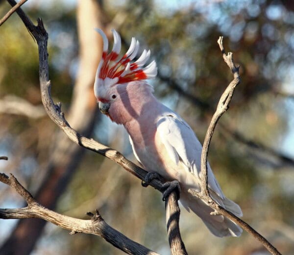 A wild Pink Cockatoo perches on a branch