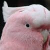 A closeup of a male Pink Cockatoo