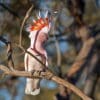 A wild Pink Cockatoo perches on a branch