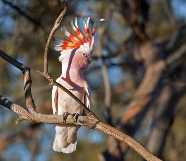 A wild Pink Cockatoo perches on a branch