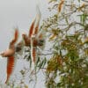 Wild Pink Cockatoos take flight