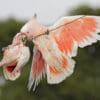 Wild Pink Cockatoos dangle from a wire