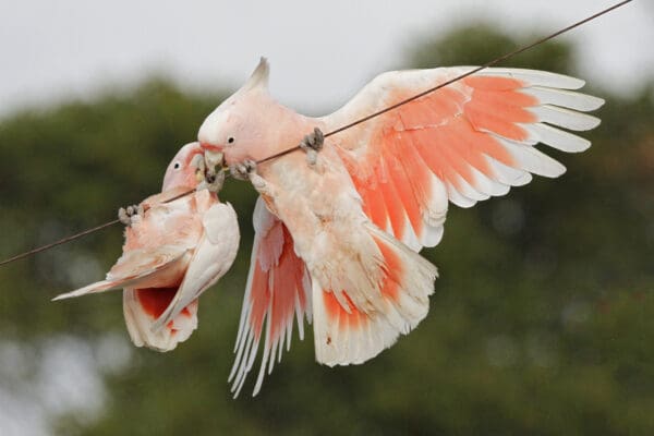 Wild Pink Cockatoos dangle from a wire