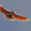 A wild Pink Cockatoo takes flight