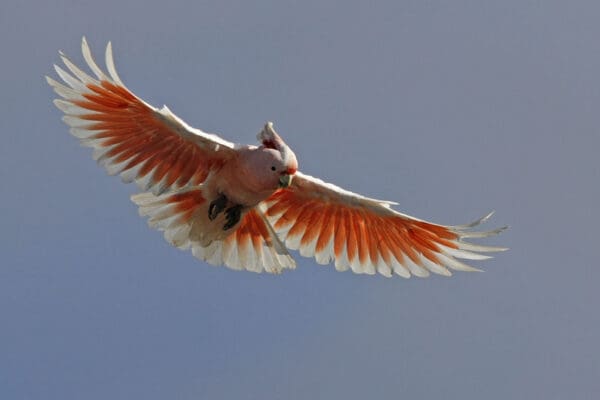 A wild Pink Cockatoo takes flight