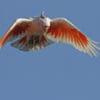 A wild Pink Cockatoo takes flight