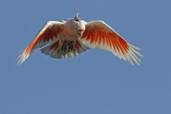 A wild Pink Cockatoo takes flight