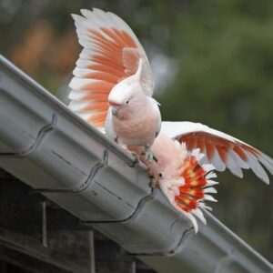 Wild Pink Cockatoos display on a roof