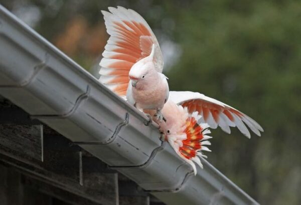 Wild Pink Cockatoos display on a roof