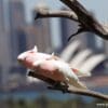 A wild pair of Pink Cockatoos take flight