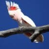 A wild Pink Cockatoo perches in a tree