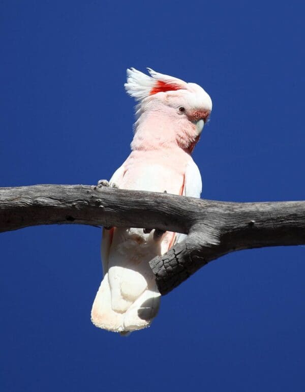 A wild Pink Cockatoo perches in a tree