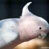 A closeup of a Pink Cockatoo