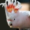 A closeup of a Pink Cockatoo