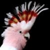 A closeup of a Pink Cockatoo