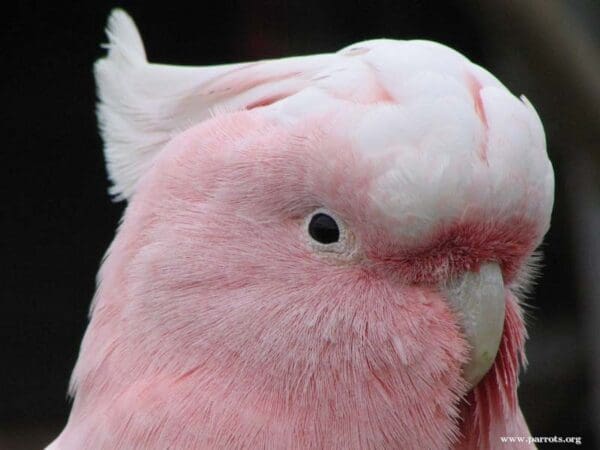 A closeup of a male Pink Cockatoo