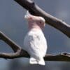 A wild Pink Cockatoo perches on a branch