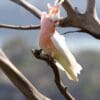 A wild Pink Cockatoo perches on a branch