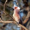 A wild Pink Cockatoo perches on a branch