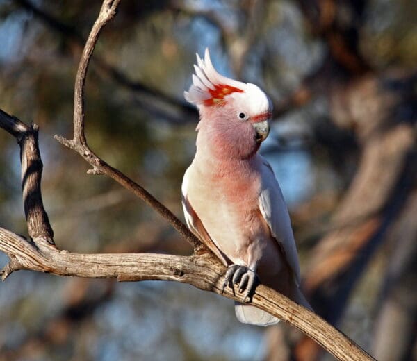 A wild Pink Cockatoo perches on a branch